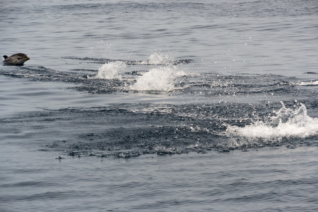 dauphins8